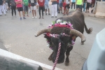 El bou en corda torna a Les Alqueries