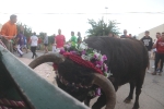 El bou en corda torna a Les Alqueries