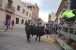 El bou en corda torna a Les Alqueries