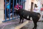 Fem Festa patrocina una exhibició de bou en corda