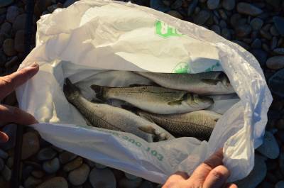 Una excepcional concentraci de peixos a la desembocadura del Millars reuneix a desenes de pescadors de canya