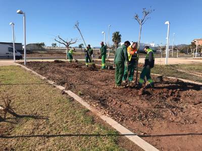 Moncofa renueva el arbolado de las zonas verdes del municipio