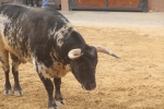 Tarde de toros en las fiestas patronales de Sant Vicent