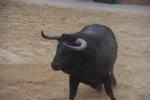 Tarde de toros en las fiestas patronales de Sant Vicent