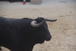 Tarde de toros en las fiestas patronales de Sant Vicent