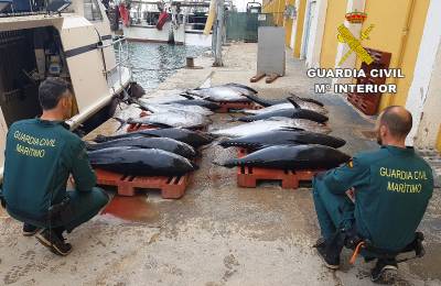 La Guardia Civil se incauta de ms de 610 kilogramos de atn rojo sin declarar cerca de Pescola