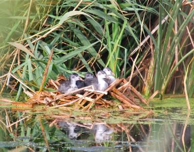 El Consorci riu Millars demana no practicar la pesca al Paisatge Protegit durant la reproducci de les aus
