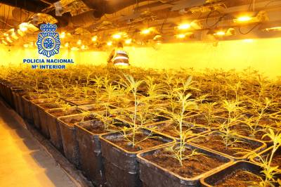 La Polica Nacional desarticula un laboratorio de marihuana en la Urbanizacin ?El Pantano? de LAlcora