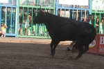 Els bous de Germán Vidal obrin el capítol dels tancaments de Les Penyes en Festes 2018