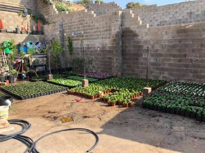 Plantas para todos los jardines de La Llosa