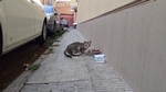 No paren de donar menjar a les colònies de gats a la via pública
