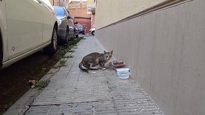 No paren de donar menjar a les colnies de gats a la via pblica