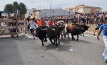 Vall d?Alba inicia sus fiestas patronales con la vista puesta en el gran encierro de seis toros cerriles de Cebada Gago el domingo