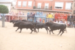 La Vilavella inicia les exhibicions taurines