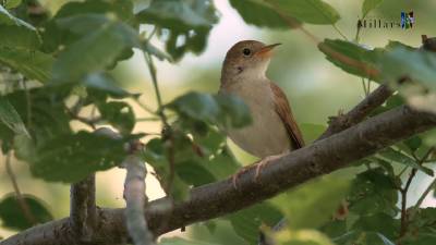 Augmenta el turisme ornitolgic al Paisatge Protegit de la Desembocadura del riu Millars