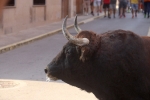 Xilxes tanca el capítol taurí de les festes