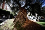 Castelló declararà el ficus de Maria Agustina i l'olivera de Rei en Jaume com a arbres monumentals d'interès local