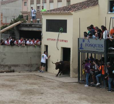 Almenara reprn les exhibicions taurines amb tres nous bous