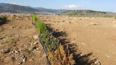 Un concurso literario y la plantacin de rboles marcan el Da del rbol en Segorbe