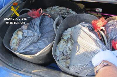 La Guardia Civil incauta 100 kilogramos de pulpo de roca extrado de forma ilegal