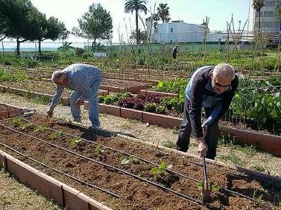 L'Ajuntament obri la convocatòria per a adjudicar les 37 parcel·les de l'Hort de la Mar