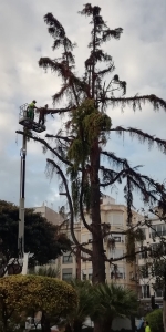 La nueva imagen del centro de Burriana, después de que el equipo de Safont haya talado el cedro