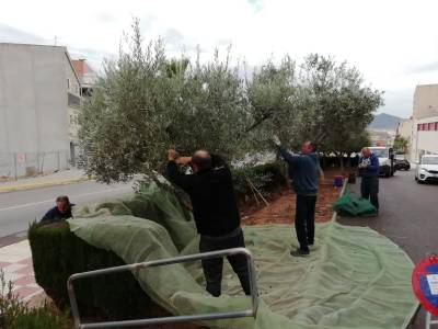 Almenara recollecta les olives de les oliveres dels parcs per a elaborar oli