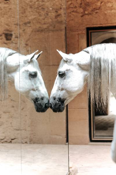 El palau-castell, plat fotogrfico para los mejores caballos del mundo