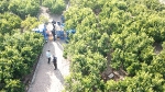 Nules és pionera a la província en el control amb drons de la campanya citrícola