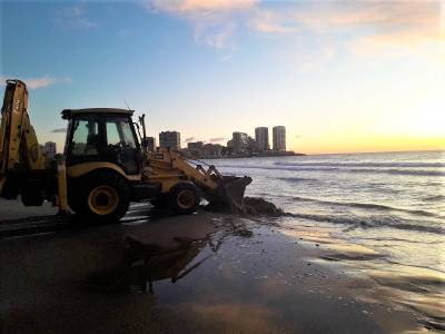 Oropesa del Mar devuelve al mar 600 toneladas de algas marinas