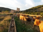 El bestiar de vaques torna per segon any consecutiu al Prat de Cabanes