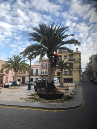 Poda de las palmeras de la plaza Espaa en La Llosa