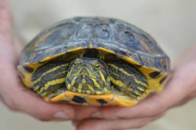 El Consorcio del Paisaje Protegido de la Desembocadura del río Mijares inicia la campaña de seguimiento y control de tortugas