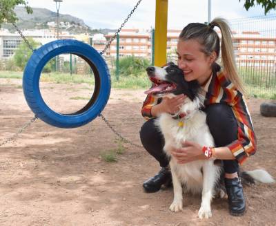 El PSPV-PSOE propone la creacin de una red de comercios y bares en los que los perros sean bienvenidos 
