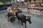 El toro cerril y la música protagonizan la recta final de las fiestas de Oropesa del Mar