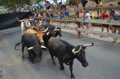 El toro cerril y la msica protagonizan la recta final de las fiestas de Oropesa del Mar