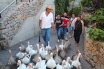 Los torneos a caballo en el Castillo de Onda inauguran la Feria Medieval con un espectáculo único