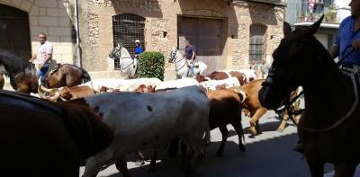 L'Entrada Campera dóna el tret d’eixida als actes taurins de les festes de les Coves de Vinromà