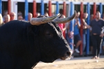 Els bous i el tardeo omplin d'ambient les festes de Xilxes