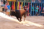 Bous betxí dimecres