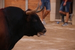 Bous betxí dimecres