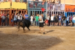 Xilxes exhibeix el cinquè bou cerril de les festes davant un nombrós públic