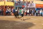 Xilxes exhibeix el cinquè bou cerril de les festes davant un nombrós públic