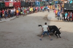 Almenara s'ompli fins a la bandera per a les exhibicions taurines