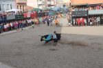 Almenara s'ompli fins a la bandera per a les exhibicions taurines