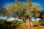 L'Ajuntament de la Jana aprova una moció en defensa d'un preu just per a l'oli d'oliva
