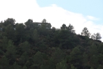 La Vall peregreina a Sant Antoni