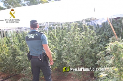 Un detingut i un investigat per cultivar ms de 600 plantes de marihuana a Segorbe