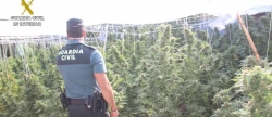 Un detenido y un investigado por cultivar más de 600 plantas de marihuana en Segorbe