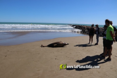 Apareix mort un dof a la platja